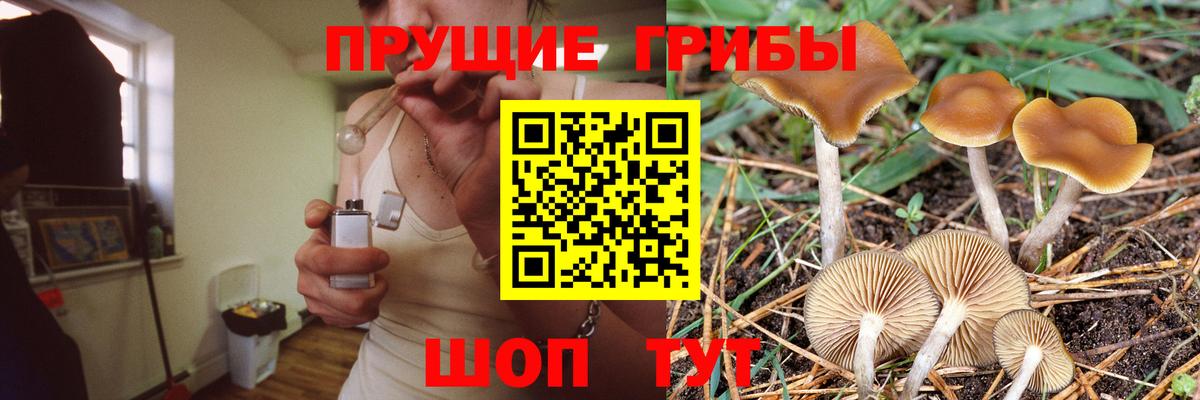 Псилоцибиновые грибы Psilocybe Кохма